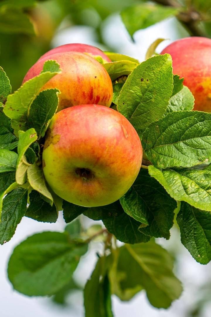 Vom Apfel zum Most (vom-apfel-zum-most) Познавательное