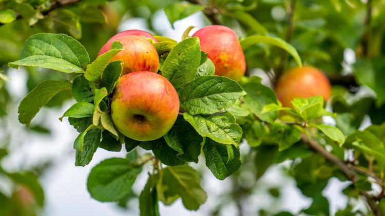 Постер Vom Apfel zum Most