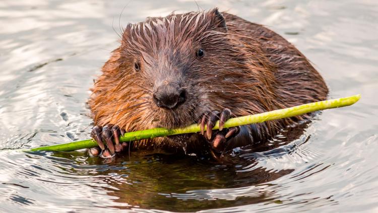 Постер Peasants against the beaver