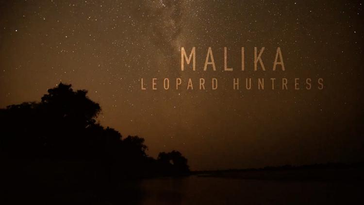 Постер Malika Leopard Huntress