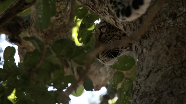 Постер Malika Leopard Huntress