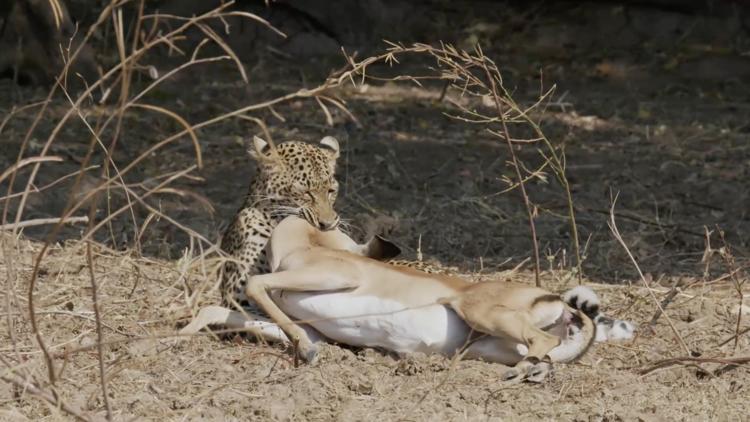 Постер Malika Leopard Huntress