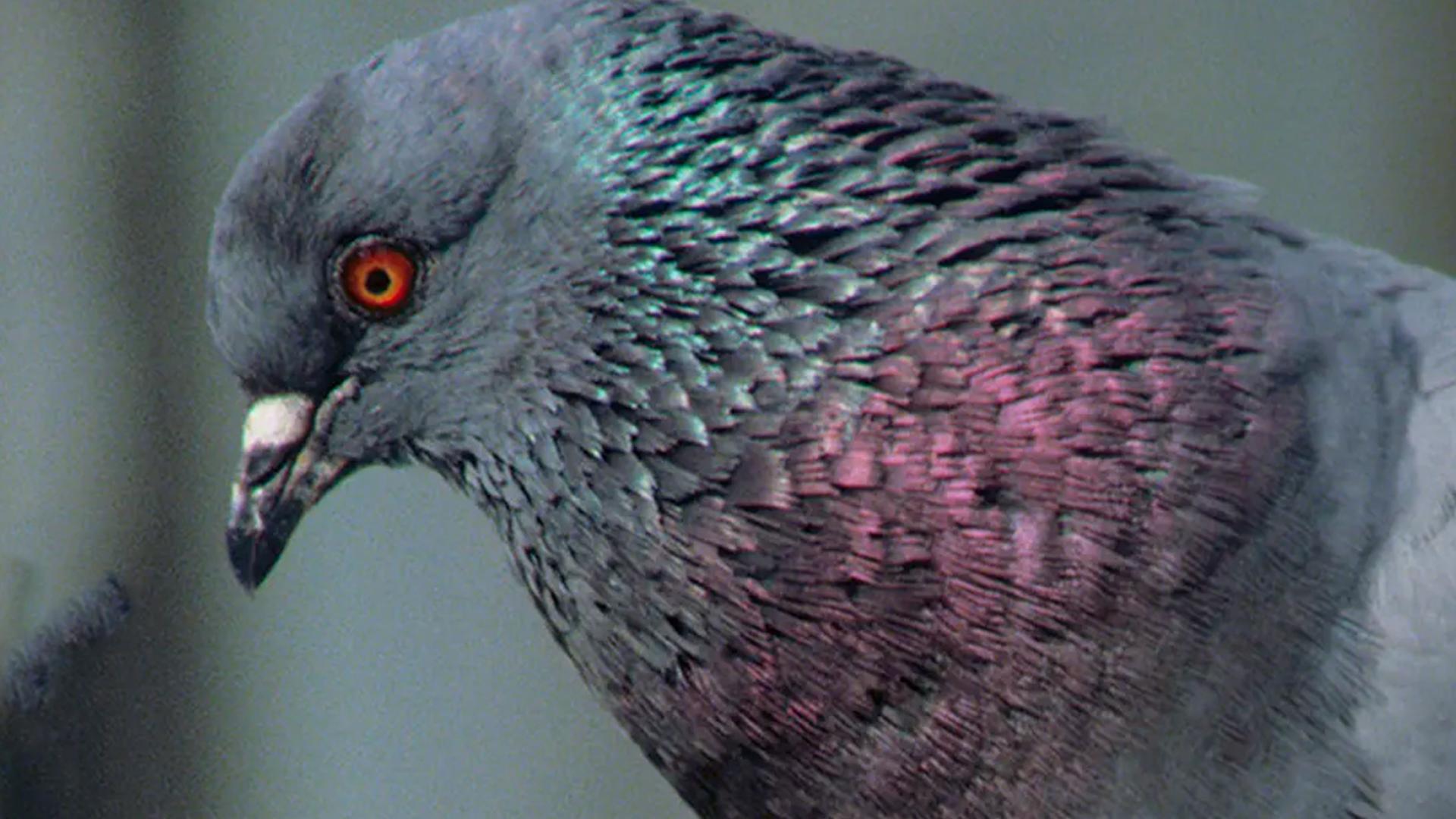 Bester Freund, größter Feind (bester-freund-grter-feind) Документальный фильм