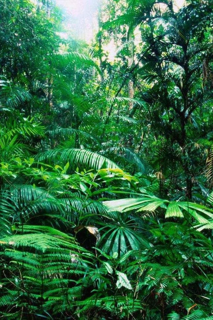 Тропический (tropicheskij) Досуг, хобби