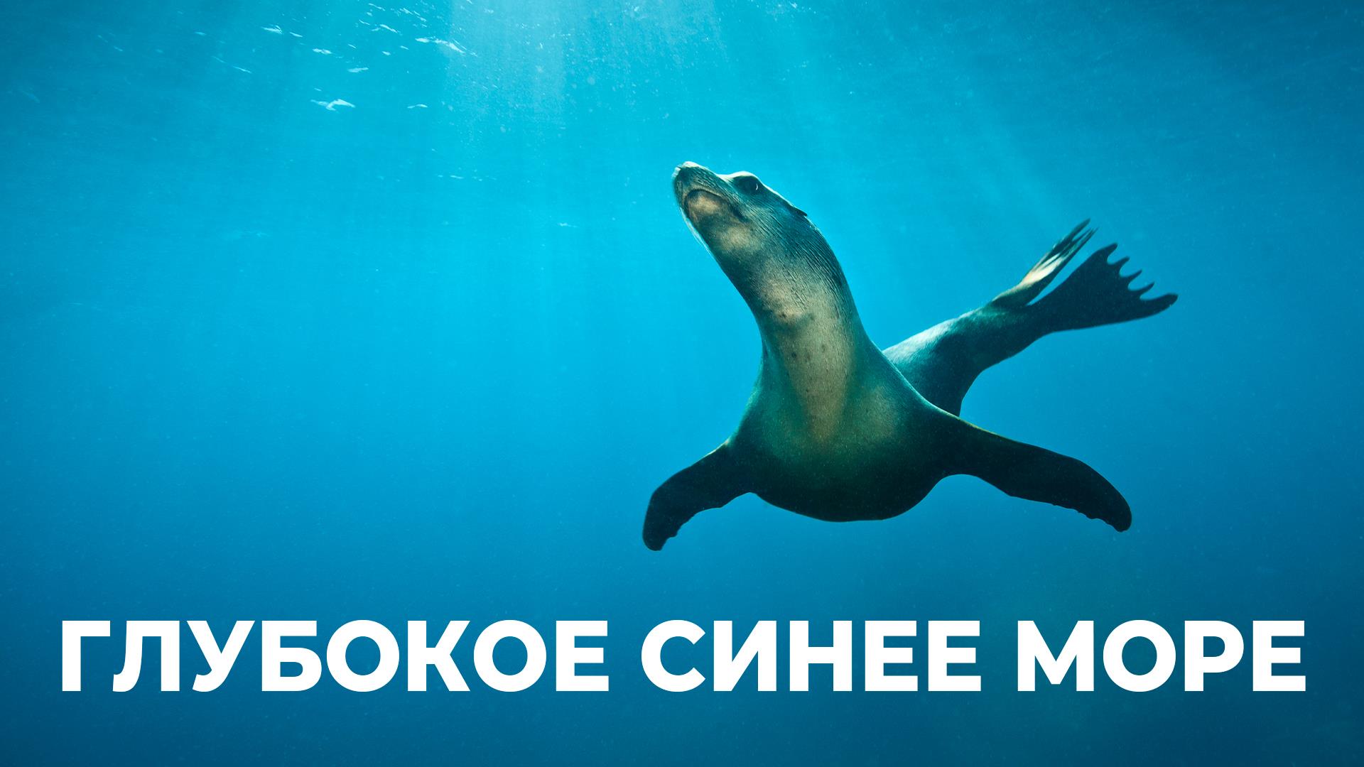 Глубокое синее море (glubokoe-sinee-more) Документальный сериал
