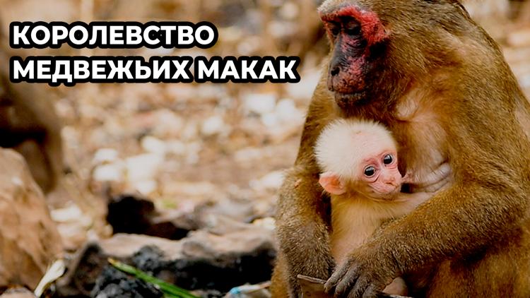 Постер Королевство медвежьих макак