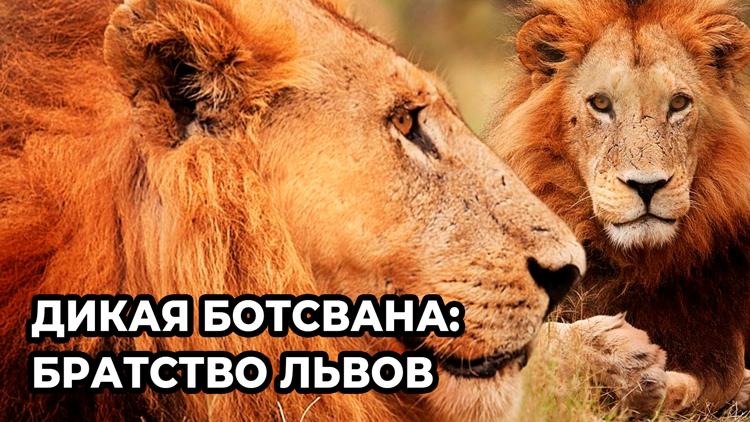 Постер Дикая Ботсвана: Братство львов