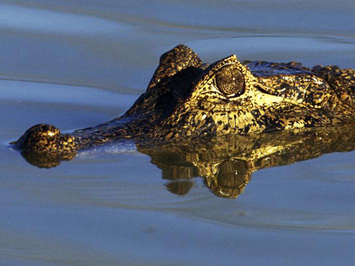 Озеро тысячи кайманов (ozero-tysjachi-kajmanov) Документальный фильм