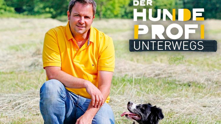 Постер Der Hundeprofi unterwegs