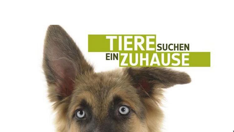 Постер Tiere suchen ein Zuhause