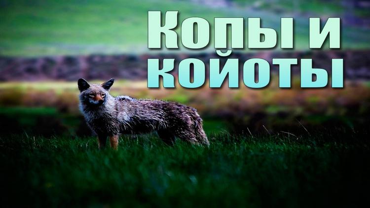 Постер Копы и койоты