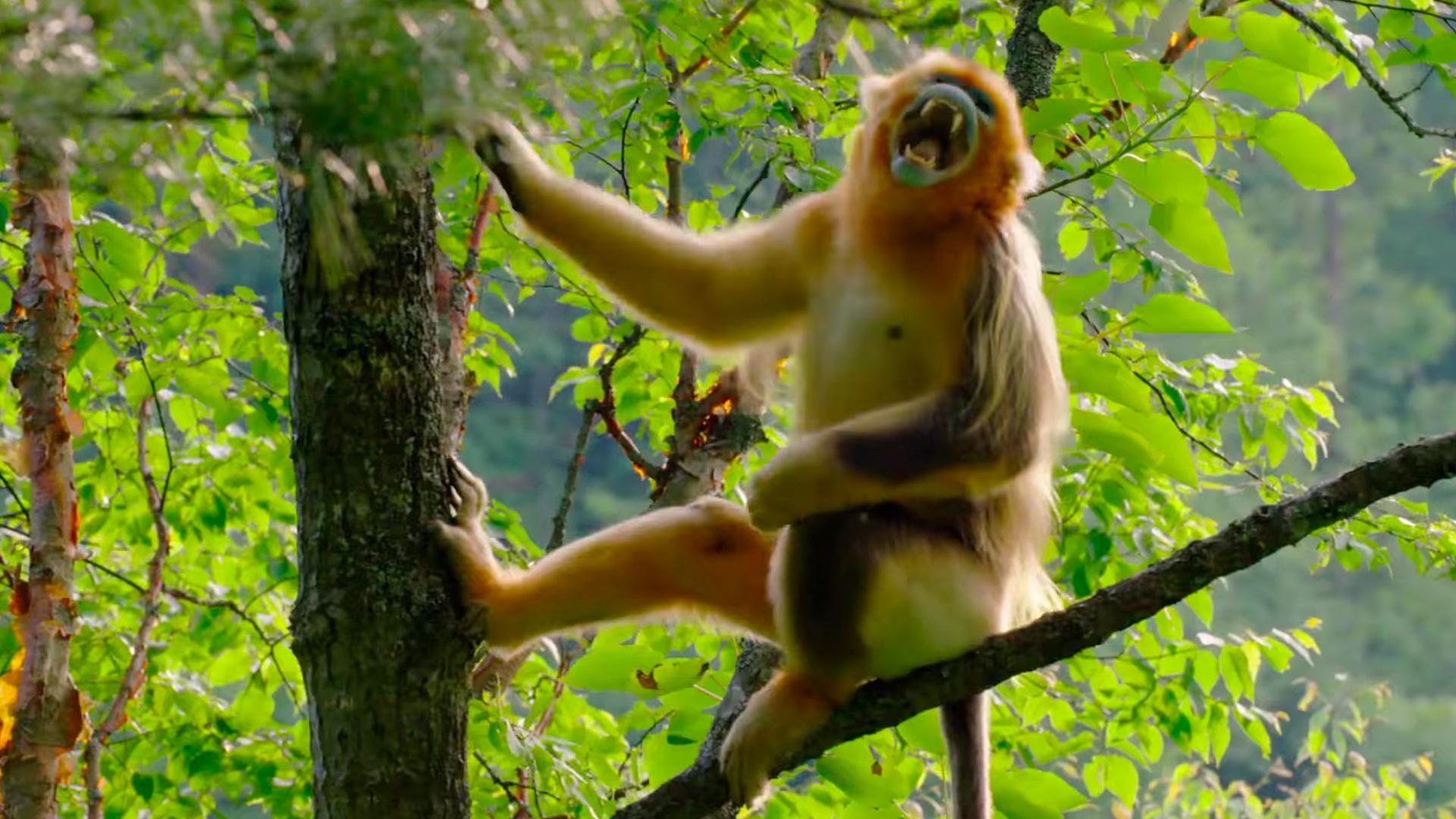 Обезьяны (obezjany) Документальный фильм