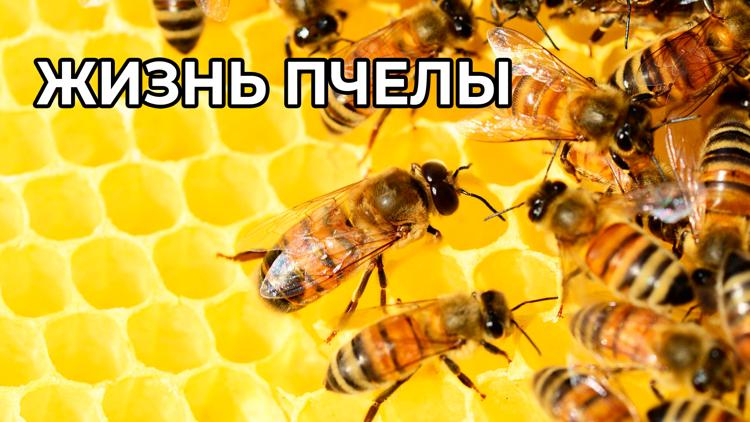 Постер Жизнь пчелы