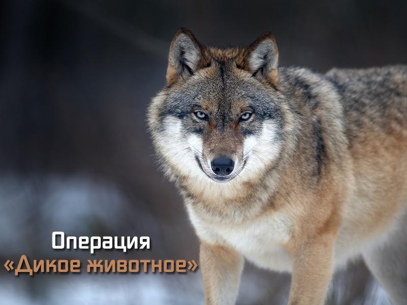 Операция «Дикое животное» (operatsija-dikoe-zhivotnoe) Документальный сериал