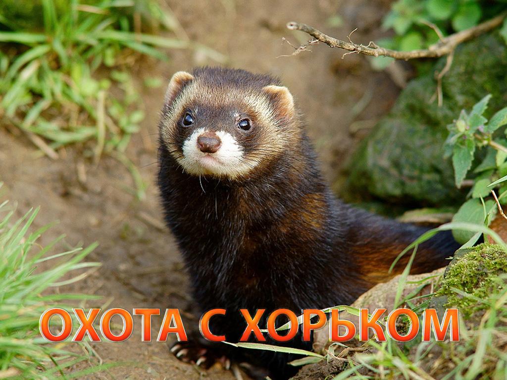 Охота с хорьком (ohota-s-horkom) Досуг, хобби