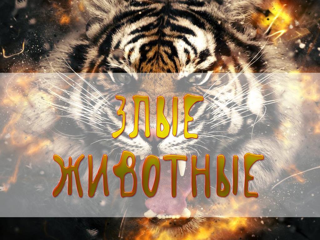 Злые животные (zlye-zhivotnye) Документальный сериал
