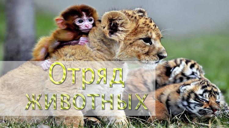 Постер Отряд животных