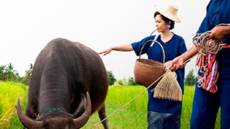 Постер Isaan: la Thaïlande authentique