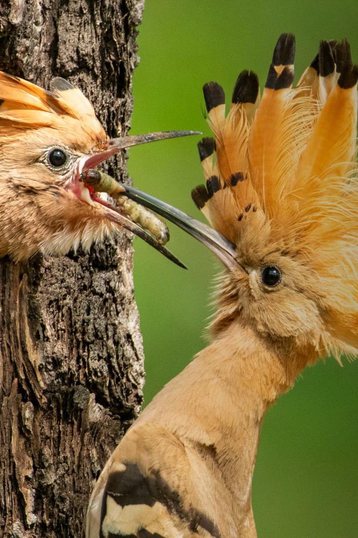 Deutschlands neue Wildnis (deutschlands-neue-wildnis) Документальный фильм