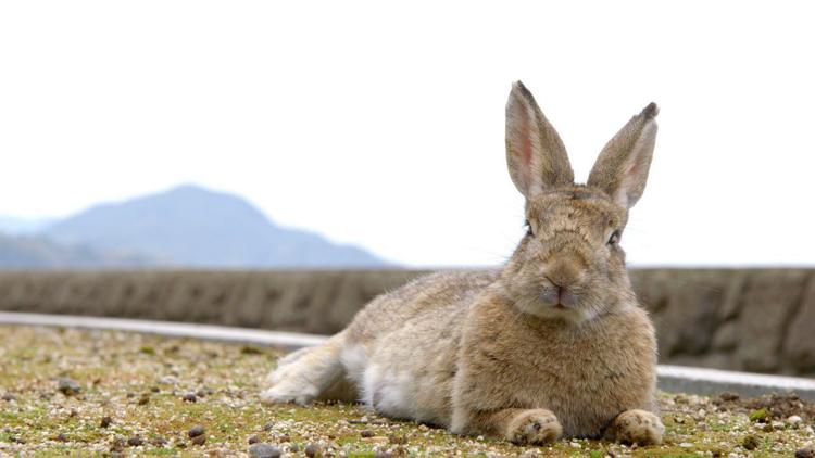 Постер Les super pouvoirs du lapin