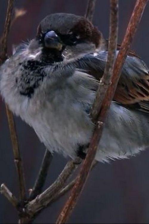 Serçe Gezegeni (sere-gezegeni) Документальный фильм