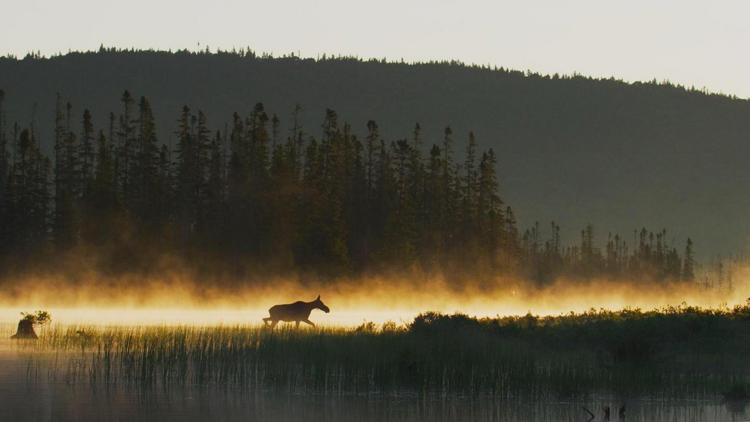 Постер The Hudson River: Journey Into the Wild