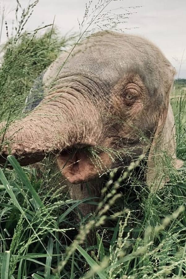 Wild Orphan Rescue (wild-orphan-rescue) Познавательное
