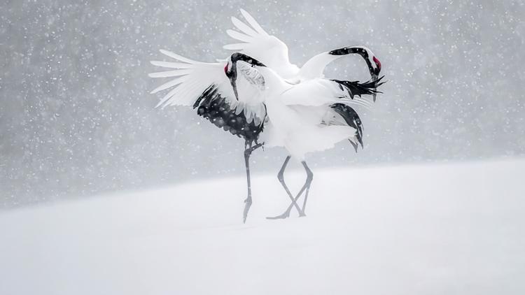 Постер Vincent Munier, éternel émerveillé