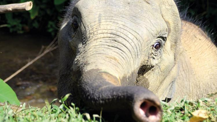 Постер Laos, le pays du million d'éléphants