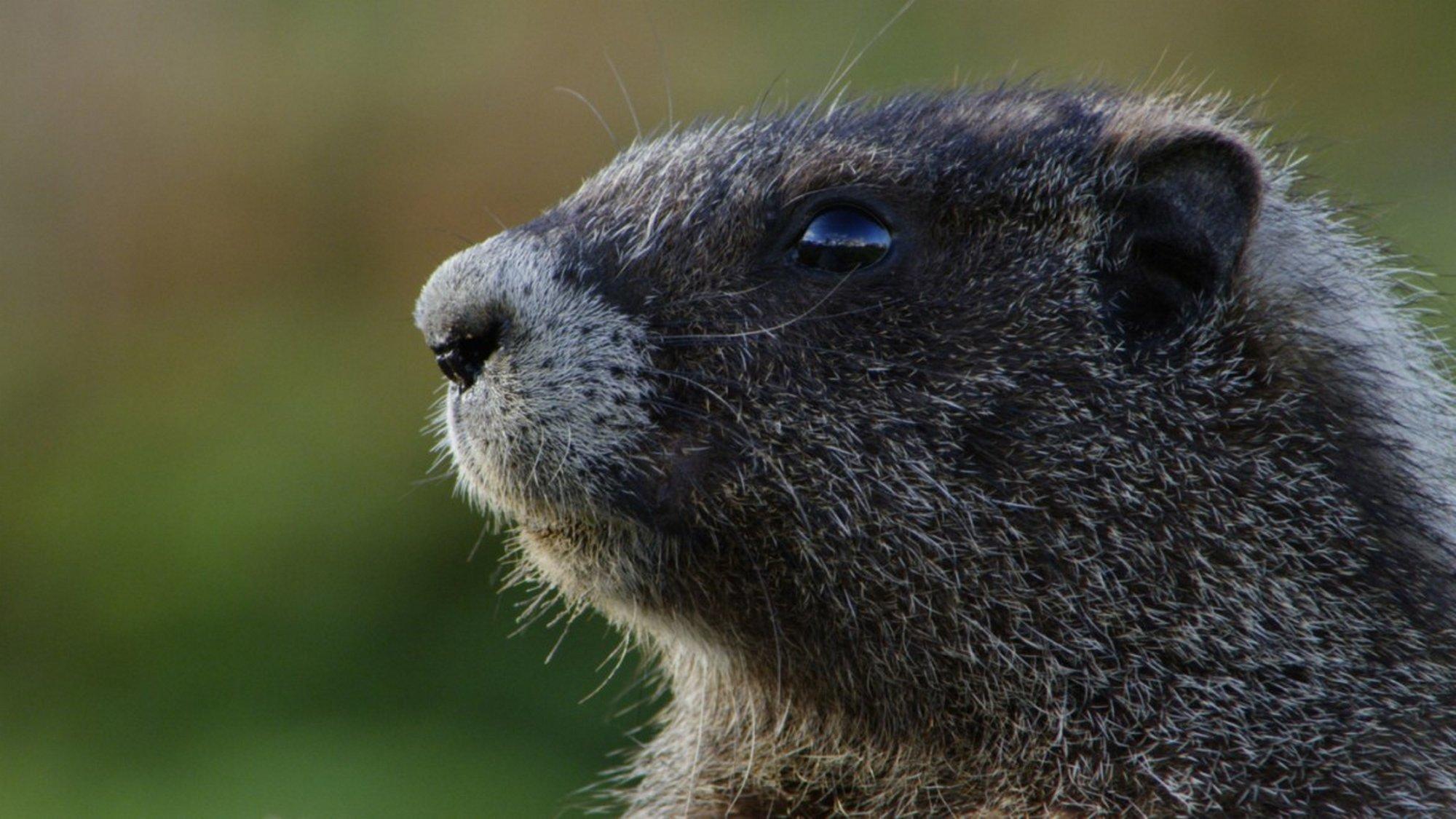 Чудеса Америки: Лучшее. Зимняя пора (chudesa-ameriki-luchshee-zimnjaja-pora) Документальный сериал