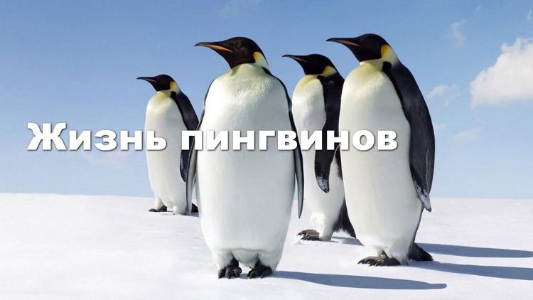 Постер Жизнь пингвинов