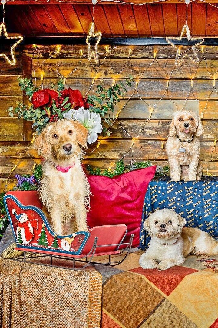 The Dog House at Christmas (the-dog-house-at-christmas) Досуг, хобби