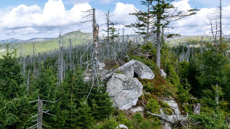 Постер Der Böhmerwald — Eine Wildnis mitten in Europa