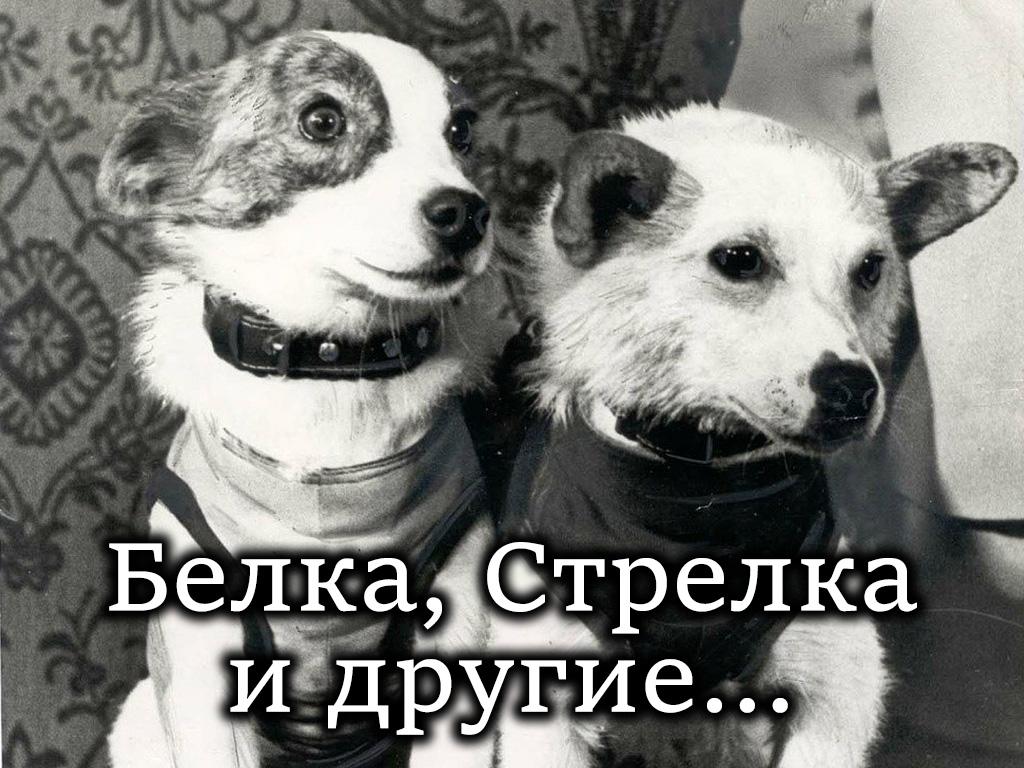 Белка, Стрелка и другие... (belka-strelka-i-drugie) Документальный фильм