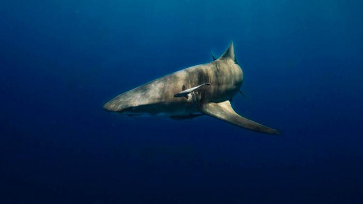 Постер Requin, le mangeur de sable