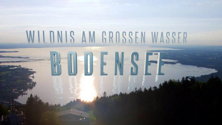 Постер Bodensee-Wildnis am großen Wasser