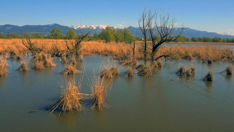 Постер Bodensee-Wildnis am großen Wasser