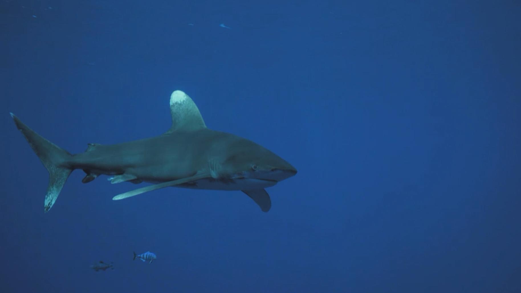 Ужас морских глубин (uzhas-morskih-glubin) Документальный фильм