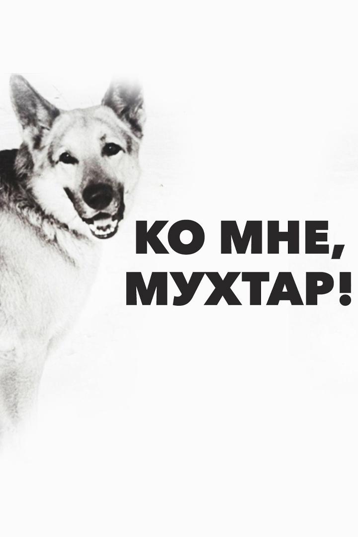 Ко мне, Мухтар! (ko-mne-muhtar) Фильм 1965