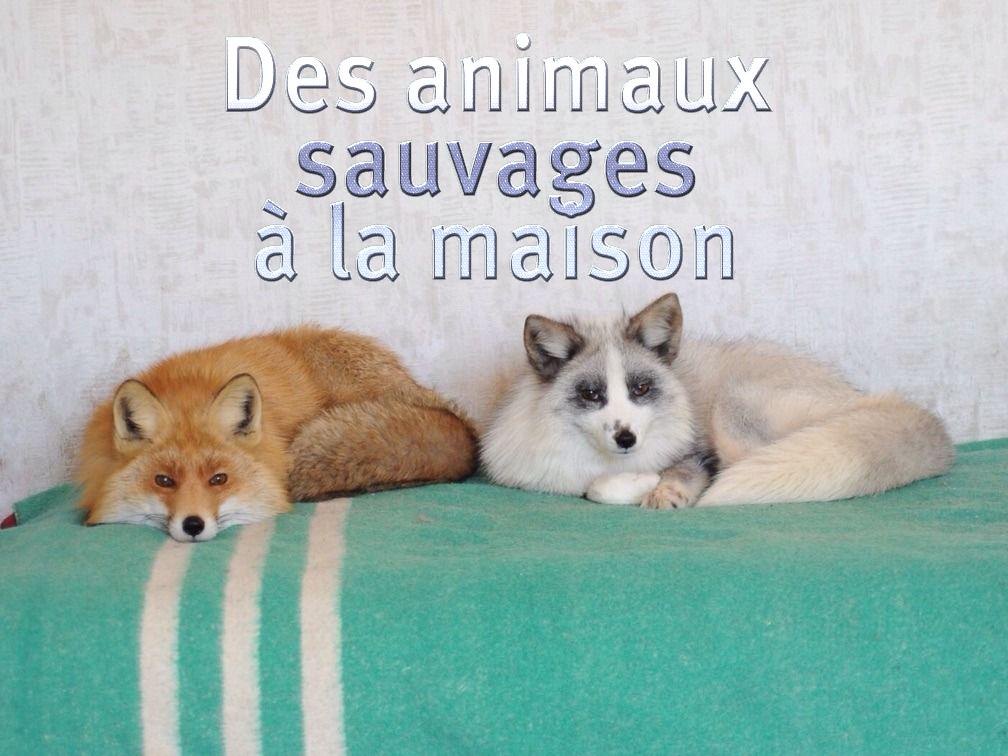 Des animaux sauvages à la maison (des-animaux-sauvages-la-maison) Документальный фильм