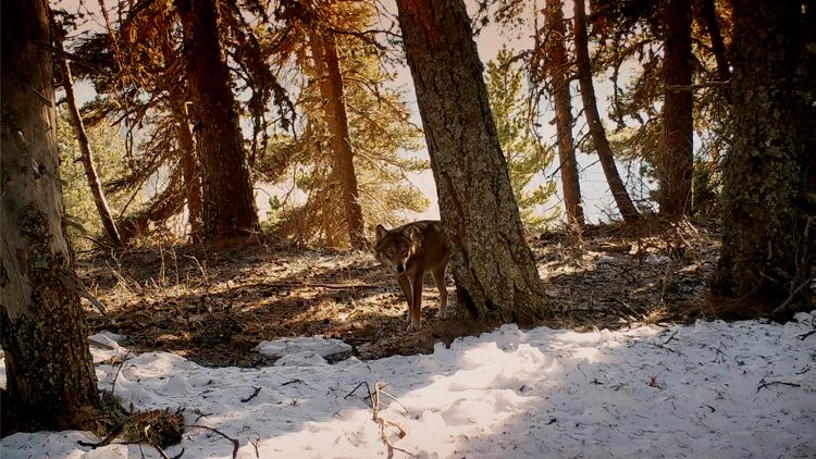 Постер Marche avec les loups