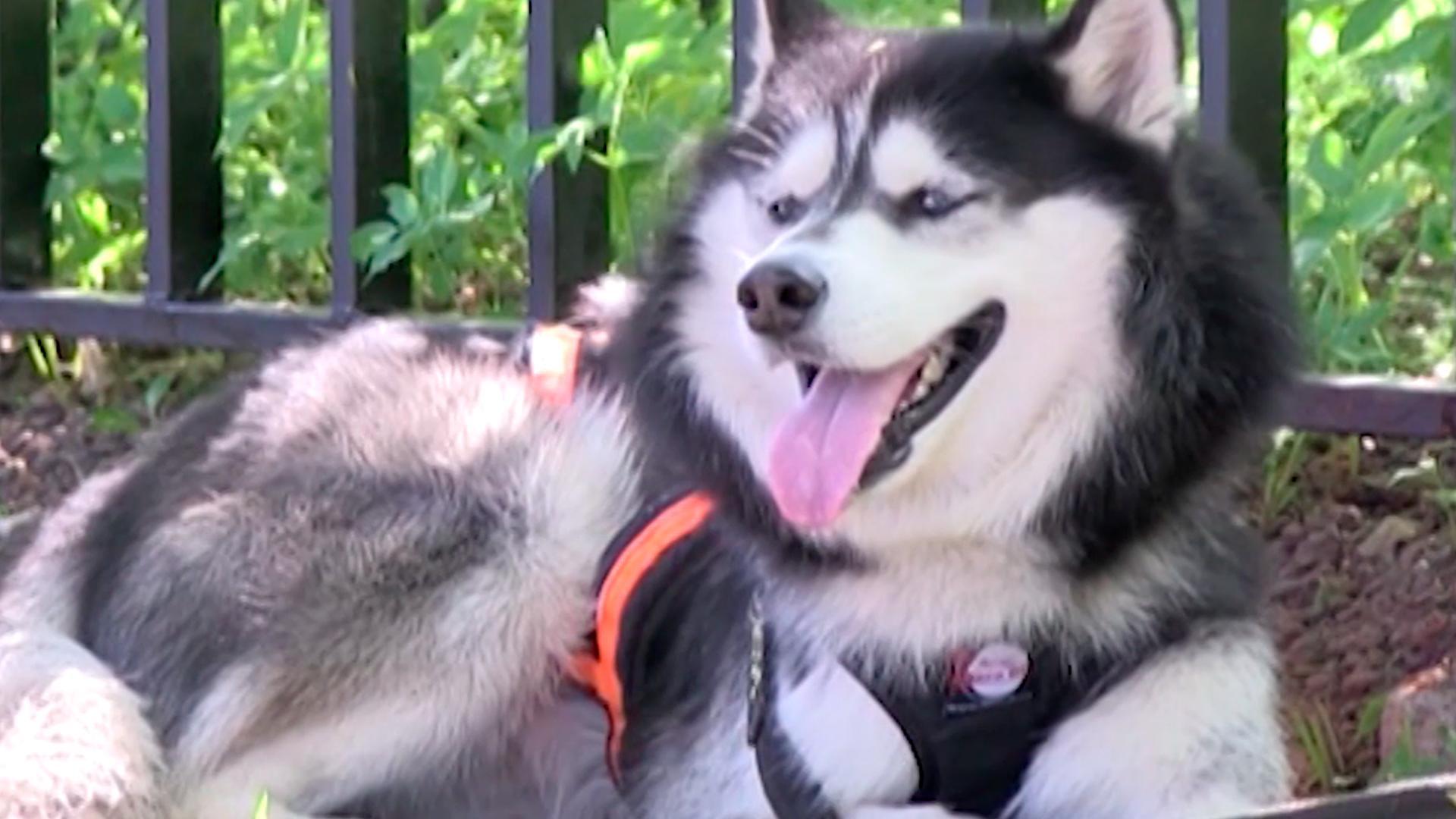 Наши чемпионы (nashi-chempiony) Досуг, хобби