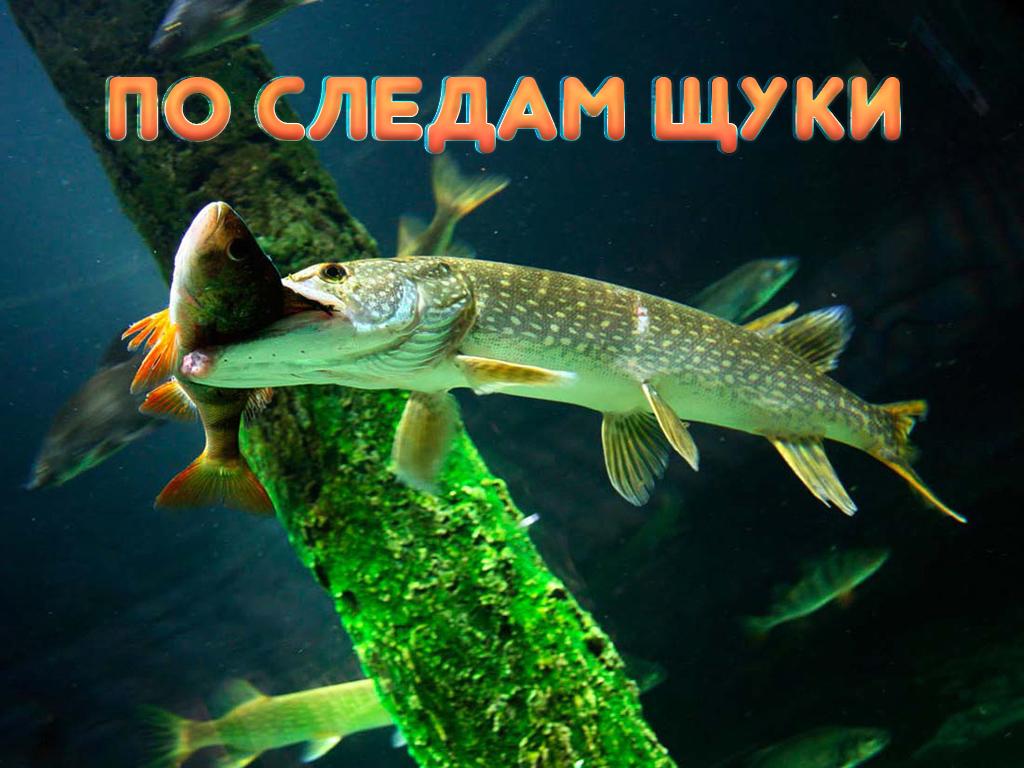 По следам щуки (po-sledam-schuki) Документальный фильм