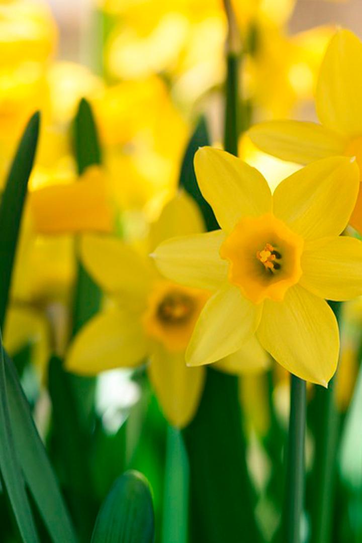 Cornwall's Narcissus Island (cornwalls-narcissus-island) Познавательное