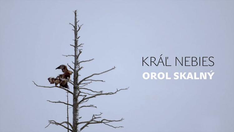 Постер Kráľ nebies - Orol skalný