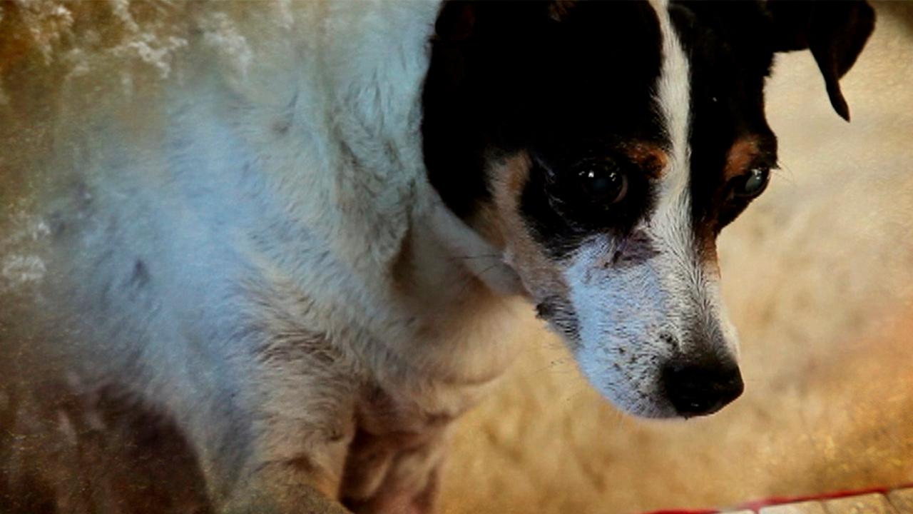 Собачье сердце (sobache-serdtse) Документальный фильм