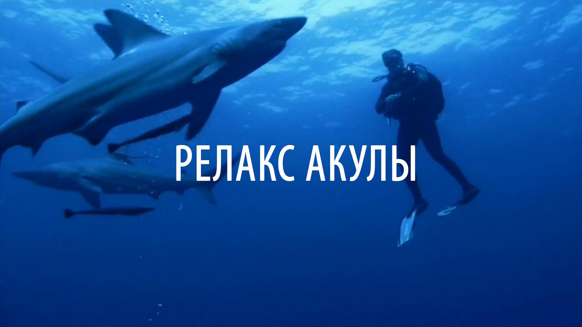 Релакс Акулы (relaks-akuly) Досуг, хобби