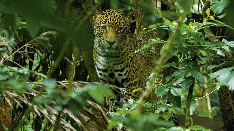 Постер Costa Rica: The Rise of Nature