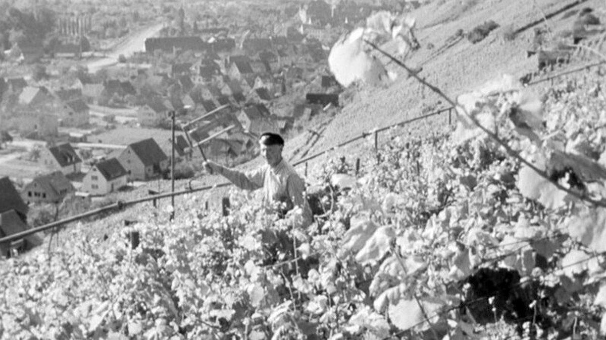 100 Jahre Weinbau im Südwesten (100-jahre-weinbau-im-sdwesten) Документальный фильм