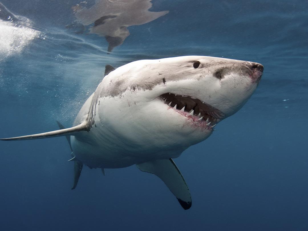 Как пережить нападение акул (kak-perezhit-napadenie-akul) Документальный фильм